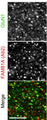 Immunohistochemistry of FAM81A and GluN1 (Cat. 75-272) was performed on a section of adult mouse brain. Image from publication CC-BY-4.0. PMID:38452102