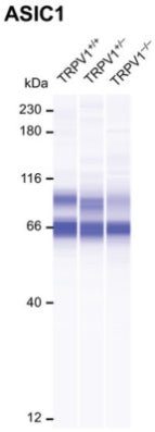 Representative digitally generated blot of ASIC1 (cat. 75-277, 1:100) in dorsal root ganglion (DRG) tissue isolated from TRPV1+/+, TRPV1+/− and TRPV1−/− rats. For ASIC1 the bands shown at 64 and 89 kDa represent the non-glycosylated and glycosylated forms of ASIC1, respectively. There is no significant change in the expression of ASIC1 between the three groups. Image from publication CC-BY-4.0. PMID:37833914