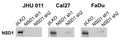 Representative images of validation of NSD1 (Cat. 75-280, 1:750) protein levels by Western blot in JHU 011, Cal27, and FaDu cell lines with NSD1 knockdown after 72 h