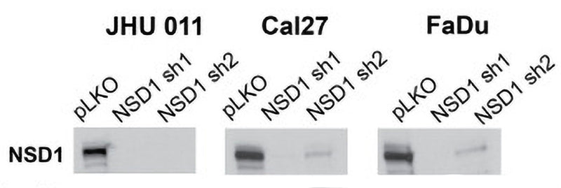 Representative images of validation of NSD1 (Cat no 75-280, 1:750) protein levels by Western blot in JHU 011, Cal27, and FaDu cell lines with NSD1 knockdown after 72 h doxycycline induction. Image from publication, CC-BY-4.0, PMID: 38539515.
