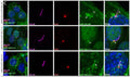 Ciliogenesis induced mIMCD3 cells stably expressing eGFP-UBL3 WT (upper panel – arrows inside and at base of cilium) and eGFP-UBL3 C>A (middle panel – arrowheads at basal bodies/centromeres), and transiently expressing eGFP-UBL3 S>K (bottom panel – arrows inside cilium). Cilia stained with antibodies against ARL13B (Cat. 75-287, 1:500; magenta). Basal bodies stained with antibodies against pericentrin (PCTN, red). Nuclei stained with DAPI (blue). Image from publication CC-BY-4.0.