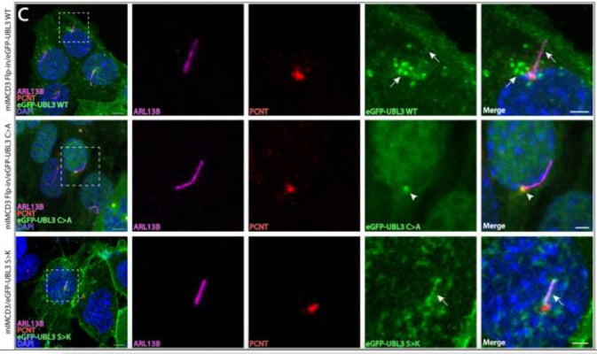 Ciliogenesis induced mIMCD3 cells stably expressing eGFP-UBL3 WT (upper panel – arrows inside and at base of cilium) and eGFP-UBL3 C>A (middle panel – arrowheads at basal bodies/centromeres), and transiently expressing eGFP-UBL3 S>K (bottom panel – arrows inside cilium). Cilia stained with antibodies against ARL13B (cat. 75-287, 1:500; magenta). Basal bodies stained with antibodies against pericentrin (PCTN, red). Nuclei stained with DAPI (blue). Image from publication CC-BY-4.0. PMID:36672247