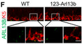 Representative images of immunostaining of ARL13B (Cat. 75-287, 1:500; red) and K5 (green) at the base of the olfactory epithelium (OE) in WT and 123-Arl13b mice at P5.