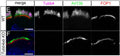Immunofluorescence staining of wild-type and Tubb4ab KO respiratory MCC at P1 showing specific staining of Tubb4 (magenta), Arl13b (Cat. 75-287, 1:500; green), and FOP1 (red). Image from publication CC-BY-4.0. PMID:38031972