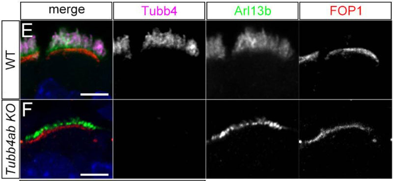 Immunofluorescence staining of wild-type and Tubb4ab KO respiratory MCC at P1 showing specific staining of Tubb4 (magenta), Arl13b( cat. 75-287, 1:500; green), and FOP1 (red). Image from publication CC-BY-4.0. PMID:38031972
