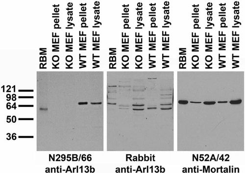 Anti-Arl13b Antibody (N295B/66) | 75-287