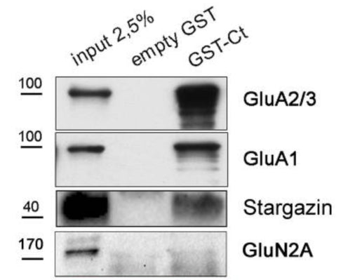 GST-pulldown experiments on adult rat hippocampus and cortex lysates using empty-GST or GST fused to the C-terminus of TSPAN5 (GST-Ct). Input: 2.5% of pulldown volume. Blots probed for GluA2/3, GluA1, Stargazin, and NMDAR subunit GluN2A (cat. 75-288, 1:1000). Image from publication CC-BY-4.0. PMID:36795458