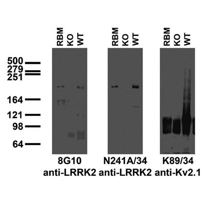 Immunoblot versus crude membranes from adult rat brain (RBM) and wild-type (WT) and LRRK2 KO mouse brains probed with 8G10 (left), N241A/34 (middle) and K89/34 (right) TC supe. Mouse brain samples provided by Xiaojie Li, Ted Dawson and Valina Dawson, Johns Hopkins University