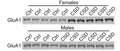 Western blot analysis of hippocampal synaptic receptor expression in 6 month old PS19 females and males mice showing a decrease in GluA1 (Cat. 75-327, 1:1000000) in females due to chronic sleep disruption (CSD). Image from publication, CC-BY-4.0. PMID: 38858068.