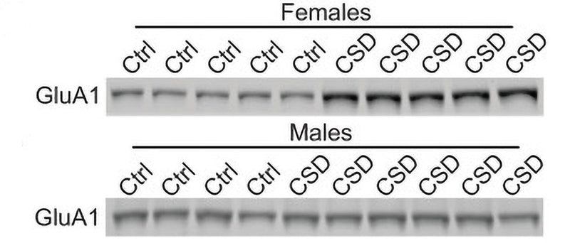 Western blot analysis of hippocampal synaptic receptor expression in 6 month old PS19 females and males mice showing a decrease in GluA1 (Cat no 75-327, 1:1000000) in females due to chronic sleep disruption (CSD). Image from publication, CC-BY-4.0. PMID: 38858068.