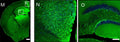 Distribution of SHANK3 immuno-positive cells in different regions of the adult mouse cerebral cortex. N, O: High-magnification views of SHANK3-positive cells in the RSPV region (N) and hippocampal region (O) as shown in image M. Green, SHANK3-positive cells (Cat. 75-344, 1:200); blue, cell nuclei. Scale bars, 300 μm (M); 100 μm (N, O). Image from publication, CC-BY-4.0. PMID: