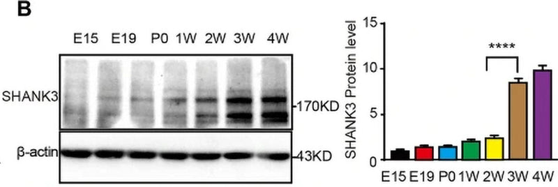 Western Blots and analysis of SHANK3 (Cat no 75-344, 1:200) protein expression levels at different developmental stages in the mouse cerebral cortex. (n = 3 mice/group, ****P <0.0001 one-way ANOVA). Image from publication, CC-BY-4.0. PMID: 39693031