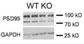 Western blot showing specific labeling of PSD95 (Cat. 75-348) in wild type (WT) and Mir324 KO mouse hippocampus. Image from publication CC-BY-4.0. PMID:38082035