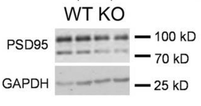 Western blot showing specific labeling of PSD95 (cat. 75-348) in wild type (WT) and Mir324 KO mouse hippocampus. Image from publication CC-BY-4.0. PMID:38082035