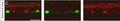 Sample images for Spp1 (green) and Kv4.2 (Cat. 75-361, 1:200; red) showing specific staining of this RGC subclass with silicone oil-induced Spp1 expression. Image from publication CC-BY-4.0. <a href="https://pubmed.ncbi.nlm.nih.gov/37624696/"