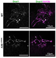 Immunolabeling of mouse WT or Kif6 (p.G555fs) mouse ependymal cells at D14 with labeling Dnai1 (Cat. 75-372, green, 1:100, outer dynein arm staining) and Arl13b (magenta, cilia staining). Image from publication, CC-BY-4.0. PMID: 38235522.