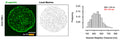 Expansion microscopy of murine red blood cells immunolabelled for BI-spectrin (Cat. 75-374, 1:200, green) was performed. Local Maxima analysis and Nearest Neighbor Distance distributions were calculated to report the inter-epitope distance (368