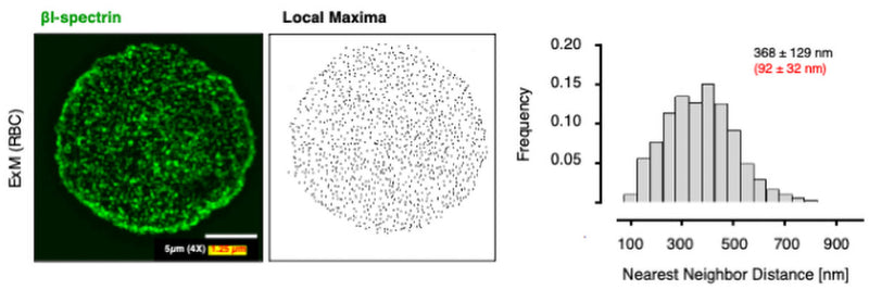 Expansion microscopy of murine red blood cells immunolabelled for BI-spectrin (Cat no 75-374, 1:200, green) was performed. Local Maxima analysis and Nearest Neighbor Distance distributions were calculated to report the inter-epitope distance (368 ± 129 nm, 92 ± 32 nm when corrected for the 4x expansion factor, n= 8 cells). Image from publication, CC-BY-4.0. PMID: 38977673.