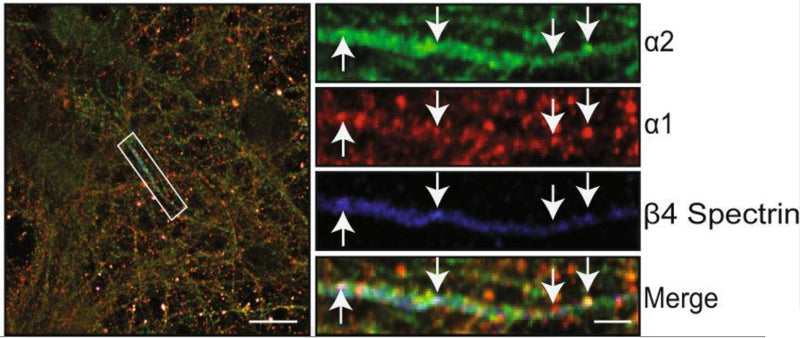 Immunocytochemistry for α1, α2, and β4 spectrin (cat. 75-377, 1:500) carried out in fixed and permeabilized DIV 21 primary cultured pHα2 mouse neurons. Image from publication CC-BY-4.0. PMID:36604600