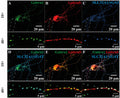 Immunolabelling showing α1-/α5-containing GABAA receptors demonstrated synaptic localizations in a primary hippocampal neuronal culture. Distributions of α1 and α5 (Cat. 75-401, 1:1000) subunits (A,B) were co-stained with the inhibitory presynaptic marker protein vGat (C). (D) The α1 subunit was mostly synaptically