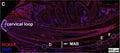 Immunostaining of NCKX4 (Cat. 75-404; red) along the trajectory of ameloblast differentiation, from dental epithelial stem cells residing in the cervical loop, secretory, transition, to
