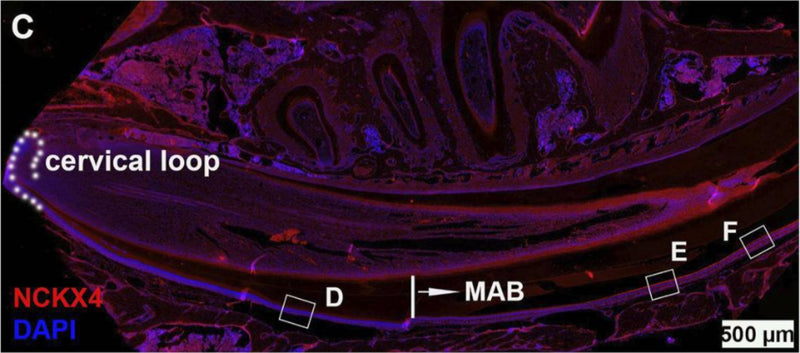 Immunostaining of NCKX4 (cat. 75-404; red) along the trajectory of ameloblast differentiation, from dental epithelial stem cells residing in the cervical loop, secretory, transition, to ruffle-ended and smooth-ended maturation ameloblasts, fully coexisting in the continuously growing mouse incisors. Nuclei are labeled with DAPI (blue). Image from publication CC-BY-4.0. PMID:36814474