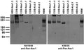 Immunoblot against fractions of adult rat brain membranes (RBM) and extracts of COS or HEK cells transiently or stably expressing different untagged Nav1.X or Kv2.1 plasmid probed with N419/40 (left) or K58/35 (right) TC supe.