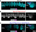 Confocal Z stack images taken from the 9–12 kHz cochlear region in noninjected control Myo7afl/fl (A), Myo7afl/fl Myo15-cre+/– (B), and Myo7afl/fl Myo15-cre+/– mice injected with AAV9-Myo7a (C) at P49–P54. AAV-Myo7a was injected between P13 and P15. Cochleae were labeled with antibodies against BK (Cat. 75-408, 1:200, magenta) and the IHC markers MYO7A (cyan) or MYO6 (gray). BK was almost complete absence in Myo7afl/fl Myo15-cre+/– mice