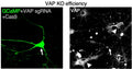 Representative images of transfected neurons (white arrow) expressing GCaMP or MitoPAGFP (green) and VAP CRISPR-Cas9 sgRNAs (e) and immunostained for VAP (Cat. 75-496, 1:100; white) show reduced VAP immunofluorescence compared to untransfected, Control neurons (white arrowheads), identified using Map2. Similar results were obtained