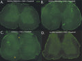 Rat spinal cord sections labeling cFOS (green,  Cat 75-506) to confirm excitation of aerents by DREAD. Two “experimental” rats (A,B) received excitatory DREADDS injections into DRGs (AAV2-hSyn-hM3Dq-mCherry). Three weeks