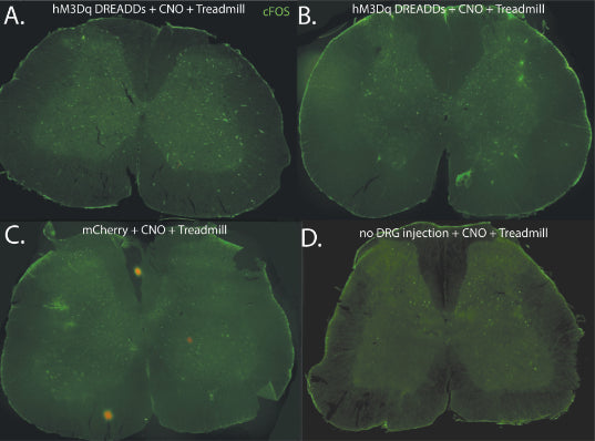 Rat spinal cord sections labeling cFOS (green, Cat 75-506) to confirm excitation of aerents by DREAD. Two “experimental” rats (A,B) received excitatory DREADDS injections into DRGs (AAV2-hSyn-hM3Dq-mCherry). Three weeks later rats were injected with CNO (4 mg/kg), rested 30 minutes followed by running one hour on traeadmill, then sacrificed. Two control rats, (C) had DRGs injected with mCherry sham (AAV2-hSyn-mCherry), or (D) no DRG injections. Image from publication CC-BY-4.0. PMID: 36090254