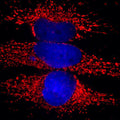 Immunostaining of HeLa cells showing strong mitochondrial labeling of HSP60 (Cat. 750-HSP60, 1:5000, red) and nuclear staining with DAPI (blue).