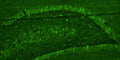 Representative section of formalin fixed, paraffin-embedded rat brain hippocampal region showing cells stained by anti-GluA2/GluR2 Glutamate Receptor recombinant chicken mAb (green, Cat No. 78-002) using goat anti-chicken IgY CF®488 secondary antibody (Cat No. 80-1001-488).