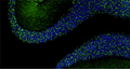 Formalin fixed, paraffin-embedded rat brain cerebellum region showing staining of PSD-95. The sections were stained with anti-PSD-95 recombinant chicken monoclonal antibody (green)  (Cat. 78-028) at 1:500 dilution. The stained sections were mounted with Antibodies Incorporated FluoroshieldTM with DAPI and DABCO mounting medium (Cat. AR-6505). DAPI nuclear stain (blue) shows cell nuclei. Anti-PSD-95 specifically stains the excitatory synapses in the granular layer of the cerebellum.​ Magnification 100X.