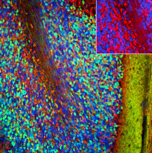 Representative image of 4% paraformaldehyde fixed free-floating mouse cerebellum sections stained with Aves Labs anti-PSD-95 recombinant chicken monoclonal antibody (red,  Cat No. 78-028) at 1:1000 dilution and co-stained with anti-Calretinin rabbit polyclonal antibody (green). DAPI nuclear stain (blue) shows cell nuclei. Anti-PSD-95 specifically stains