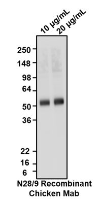 Western blotting of rat brain membrane fraction with Aves Labs anti-Vglut1 recombinant chicken Mab (Cat No. 78-066) antibody at various concentrations and detected with anti-chicken-HRP. Aves Labs Recombinant Chicken anti-VGlut1 Mab recognizes endogenous Vglut1 in the rat brain membrane fraction at ~52 kDa. 