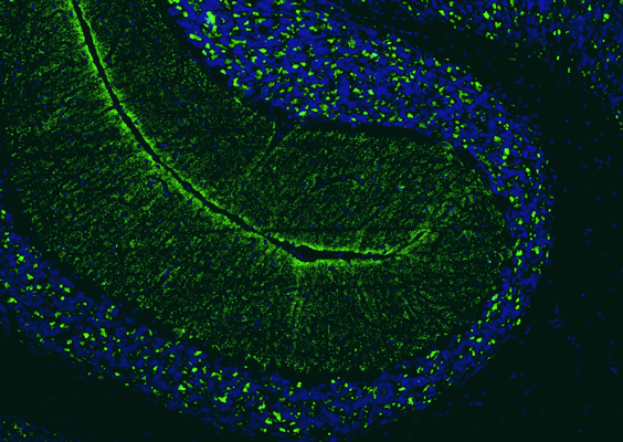 Formalin fixed, paraffin-embedded rat brain cerebellum region showing staining of VGlut2 with anti-VGlut2 recombinant chicken monoclonal antibody (green) (Cat. 78-067) at 1:100 dilution. The sections were mounted with FluoroshieldTM with DAPI and DABCO mounting medium (Cat AR-6505). DAPI nuclear stain (blue) shows cell nuclei. Anti-VGlut2 specifically stains the mossy fiber terminals in the granular layer and climbing climbing fiber terminals in the molecular layer of the cerebellum.​ Magnification 100X.