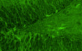 Representative section of formalin fixed, paraffin-embedded rat brain hippocampal dentate gyrus region showing cells stained by anti-GluN2B/NR2B Glutamate Receptor recombinant chicken mAb (green, Cat No. 78-101) using goat anti-chicken IgY CF®488 secondary antibody (Cat No. 80-1001-488).