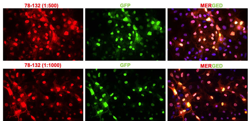 Immunofluorescent staining of COS-7 cells transfected with GFP using Aves Labs’ anti-GFP recombinant chicken monoclonal antibody (red, Cat No. 78-132) and showing complete overlap with GFP autofluorescence (green). The cells were mounted with Antibodies Incorporated Fluoroshield with DAPI mounting medium (Cat No. AR-6501). The DAPI nuclear stain (blue) shows the nuclei of both transfected and untransfected cells.