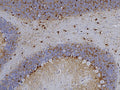 Representative image of formalin fixed paraffin embedded section of rat cerebellum section stained with anti-AldhL1 recombinant chicken monoclonal antibody (brown, Cat No. 78-140) at 1:1000 dilution and counterstained with hematoxylin (blue). Anti-ALDH1L1 specifically stains the astrocytes in the cerebellum. Image courtesy of EnCor Biotechnology.