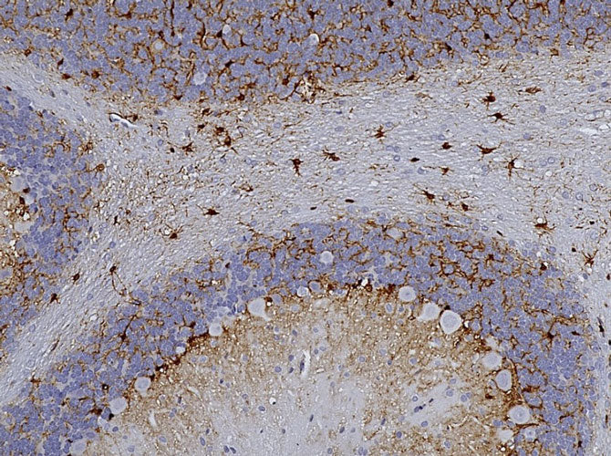 Representative image of formalin fixed paraffin embedded section of rat cerebellum section stained with anti-AldhL1 recombinant chicken monoclonal antibody (brown, Cat No. 78-140) at 1:1000 dilution and counterstained with hematoxylin (blue). Anti-ALDH1L1 specifically stains the astrocytes in the cerebellum. Image courtesy of EnCor Biotechnology.
