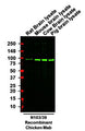 Western blotting of brain lysates from the indicated species with anti-Aldh1L1 recombinant chicken mAb antibody (Cat No. 78-140) recognizing endogenous Aldh1L1 at ~100 kDa. Detected with anti-chicken-HRP. Image courtesy of EnCor Biotechnology.