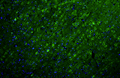 Representative section of formalin fixed, paraffin-embedded rat brain cerebral cortex showing neurons stained by Ankyrin-G (ANK3) recombinant chicken monoclonal antibody (visualized in green)  (Cat. 78-146). The stained sections were mounted with Antibodies Incorporated Fluoroshield with DAPI and DABCO mounting medium (Cat. AR-6505). DAPI nuclear stain (blue) shows cell nuclei. Anti-Ankyrin-G specifically stains the neuronal cell body and axon initial segment (AIS) in the