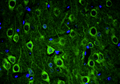 Representative section of formalin fixed, paraffin-embedded rat brain cerebral cortex showing neurons stained by Ankyrin-G (ANK3) recombinant chicken monoclonal antibody (visualized in green)  (Cat. 78-146). The stained sections were mounted with Antibodies Incorporated Fluoroshield with DAPI and DABCO mounting medium (Cat. AR-6505). DAPI nuclear stain (blue) shows cell nuclei. Anti-Ankyrin-G specifically stains the neuronal cell body and axon initial segment (AIS) in the