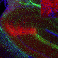 Representative image of 4% paraformaldehyde fixed free-floating rat brain sections stained with anti-RGS14 recombinant chicken monoclonal antibody (red) at 1:1000 dilution and co-stained with anti-GFAP rabbit polyclonal antibody (green). DAPI nuclear stain (blue) shows cell nuclei. Anti-RGS14 specifically stains the pyramidal neurons in the CA2 region of the hippocampus. Image courtesy of EnCor Biotechnology.