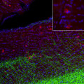 Representative image of 4% paraformaldehyde fixed free-floating rat brain sections stained with anti-Olig1 recombinant chicken monoclonal antibody (red) at 1:1000 dilution and co-stained with anti-MAP2 rabbit polyclonal antibody (green). DAPI nuclear stain (blue) shows cell nuclei. Anti-Olig1 specifically stains the oligodendrocytes. Image courtesy of EnCor Biotechnology.