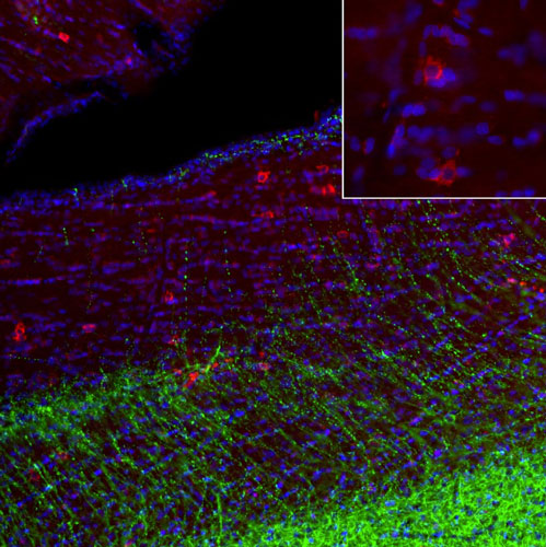 Representative image of 4% paraformaldehyde fixed free-floating rat brain sections stained with anti-Olig1 recombinant chicken monoclonal antibody (red) at 1:1000 dilution and co-stained with anti-MAP2 rabbit polyclonal antibody (green). DAPI nuclear stain (blue) shows cell nuclei. Anti-Olig1 specifically stains the oligodendrocytes. Image courtesy of EnCor Biotechnology.