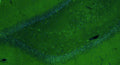 Representative section of formalin fixed, paraffin-embedded rat brain hippocampus showing cells stained by anti-GluN1/NR1 Glutamate Receptor recombinant chicken mAb (green, Cat No. 78-272) using goat anti-chicken IgY CF®488 secondary antibody (Cat No. 80-1001-488). The stained sections were mounted with Antibodies Incorporated’s Fluoroshield with DAPI and DABCO mounting medium (Cat No. AR-6505). DAPI nuclear stain (blue) shows cell nuclei.