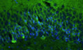 Representative section of formalin fixed, paraffin-embedded rat brain hippocampal dentate gyrus region showing cells stained by anti-GluN1/NR1 Glutamate Receptor recombinant chicken mAb (green, Cat No. 78-272) using goat anti-chicken IgY CF®488 secondary antibody (Cat No. 80-1001-488). The stained sections were mounted with Antibodies Incorporated’s Fluoroshield with DAPI and DABCO mounting medium (Cat No. AR-6505). DAPI nuclear stain (blue) shows cell nuclei.