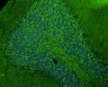 Representative section of formalin fixed, paraffin-embedded rat brain cerebellum showing cells stained by anti-GluN2A/NR2A Glutamate Receptor recombinant chicken mAb (green, Cat No. 78-288) using goat anti-chicken IgY CF®488 secondary antibody (Cat No. 80-1001-488). The stained sections were mounted with Antibodies Incorporated’s Fluoroshield with DAPI and DABCO mounting medium (Cat No. AR-6505). DAPI nuclear stain (blue) shows cell nuclei.